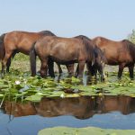 wild-horses-danube-delta1