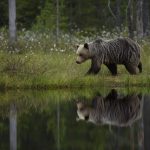 One-of-the-wild-brown-bears-of-Kuhmo-walks-alongside-a-lake-photographed-during-a-NaturesLens-Wild-Brown-Bears-of-Finland-photography-holiday