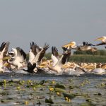 pelicans-dans-le-delta-du-danube-roumanie-3b0c7a09-8359-4375-bfc0-7d6a1a702b86